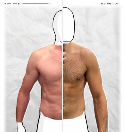 Torso Comparison