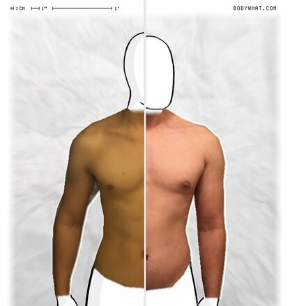 Torso Comparison