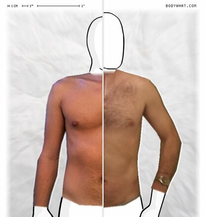 Torso Comparison