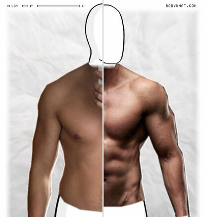 Torso Comparison