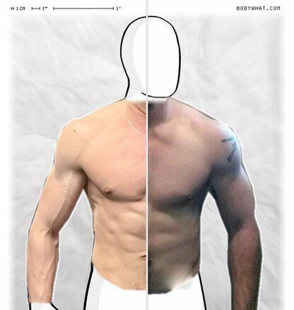 Torso Comparison