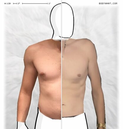 Torso Comparison