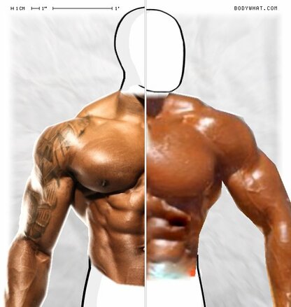 Torso Comparison