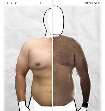 Torso Comparison