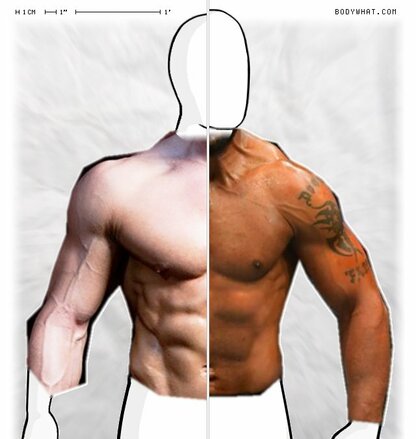 Torso Comparison