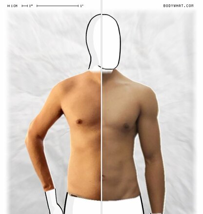Torso Comparison