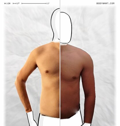 Torso Comparison