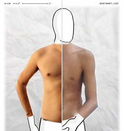 Torso Comparison