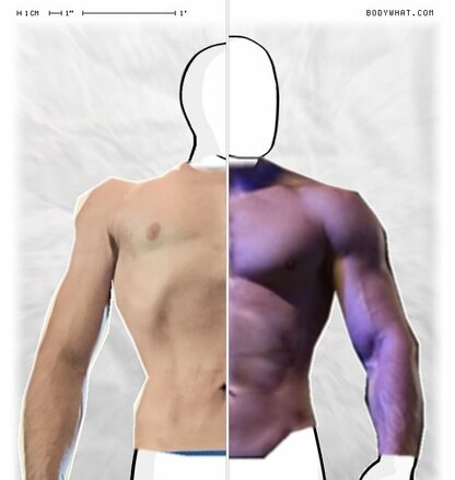 Torso Comparison
