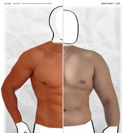 Torso Comparison