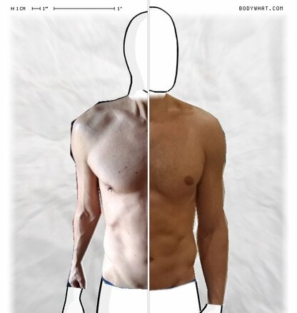 Torso Comparison