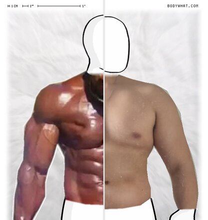 Torso Comparison