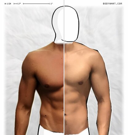 Torso Comparison