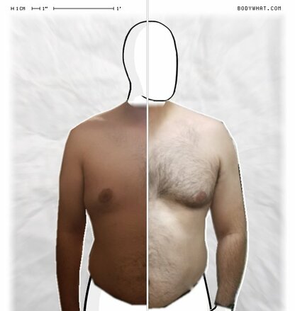 Torso Comparison
