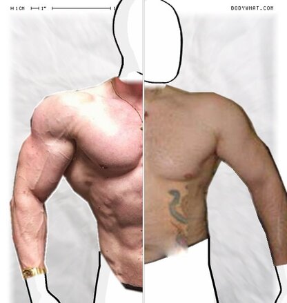 Torso Comparison