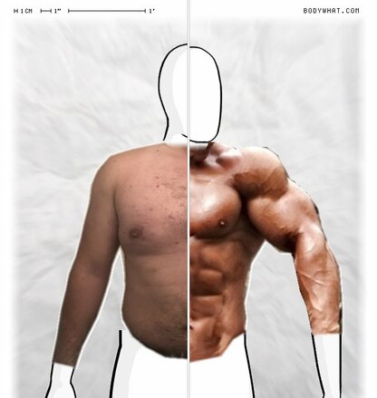 Torso Comparison