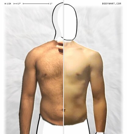 Torso Comparison