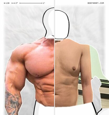 Torso Comparison