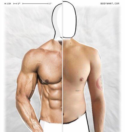 Torso Comparison