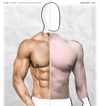 Torso Comparison