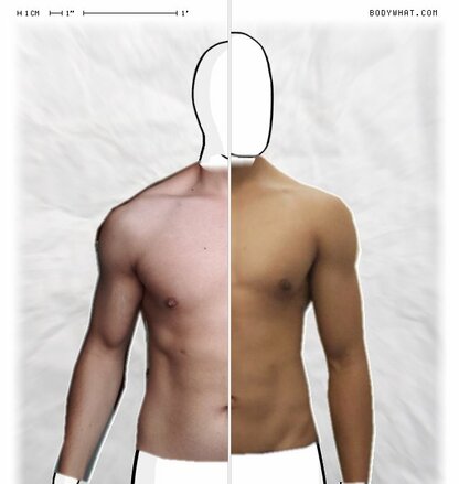 Torso Comparison