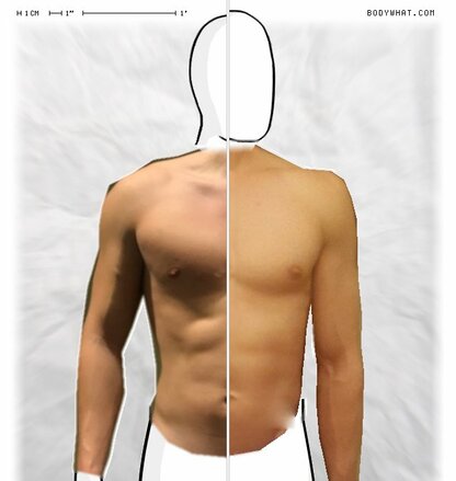 Torso Comparison