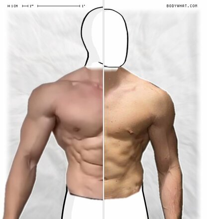 Torso Comparison