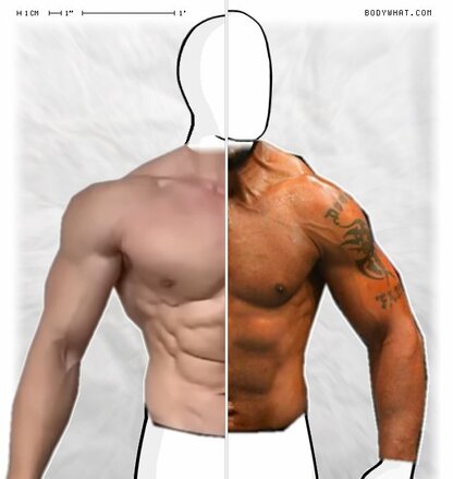Torso Comparison