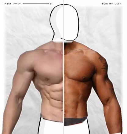 Torso Comparison