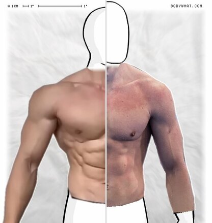 Torso Comparison