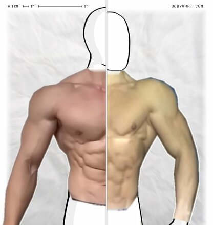 Torso Comparison
