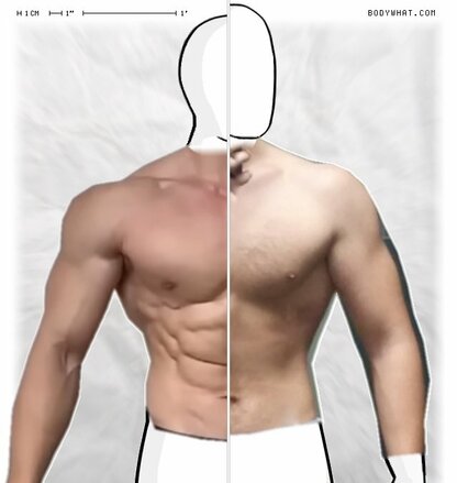 Torso Comparison