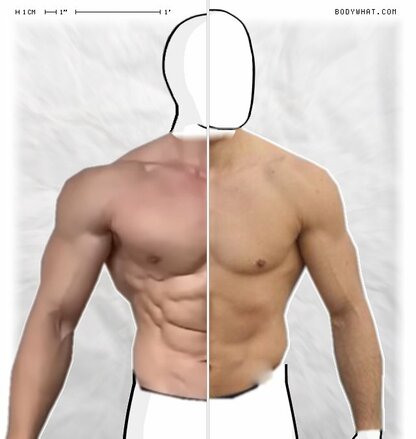 Torso Comparison