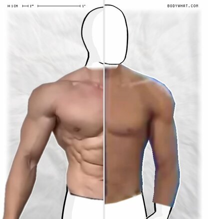 Torso Comparison