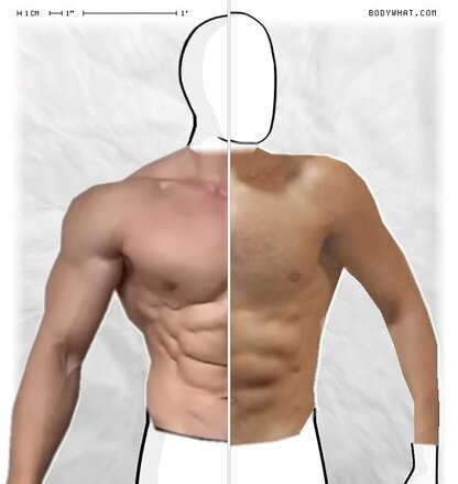 Torso Comparison