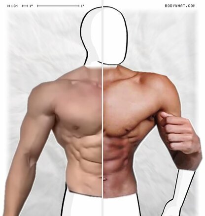 Torso Comparison