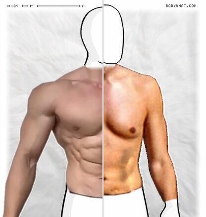 Torso Comparison