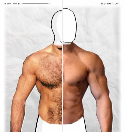 Torso Comparison