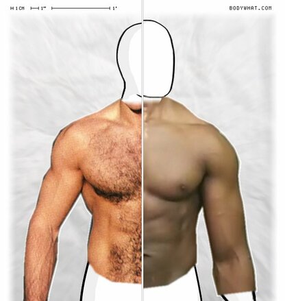 Torso Comparison