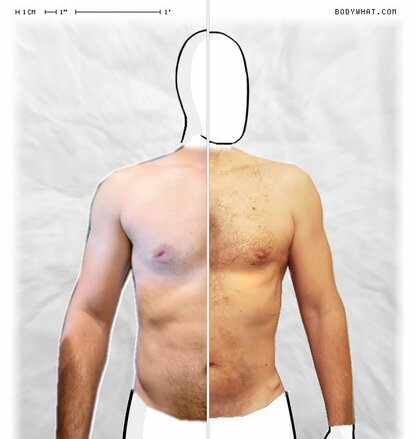 Torso Comparison