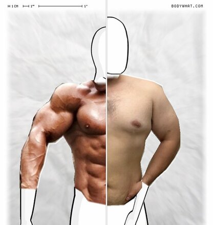 Torso Comparison