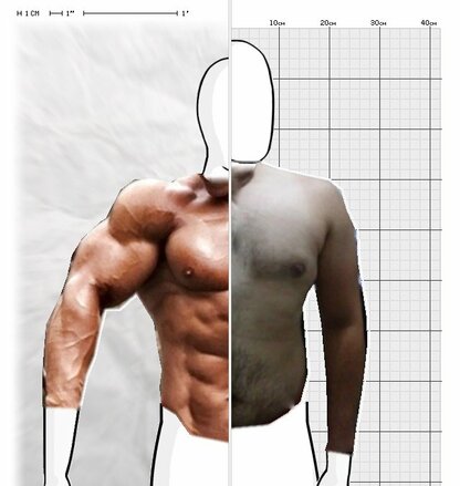 Torso Comparison