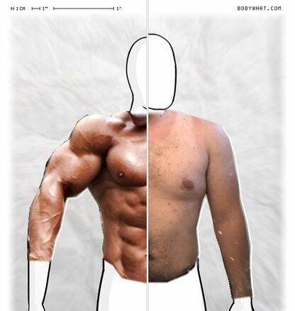 Torso Comparison