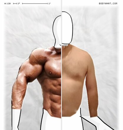 Torso Comparison