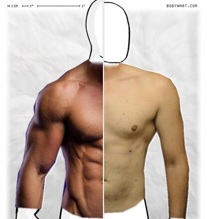 Torso Comparison