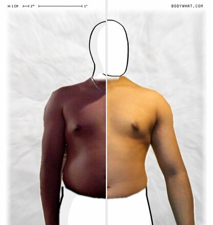 Torso Comparison
