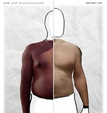 Torso Comparison