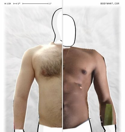 Torso Comparison