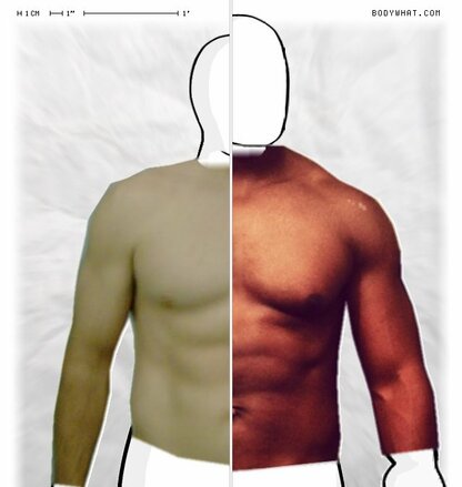 Torso Comparison