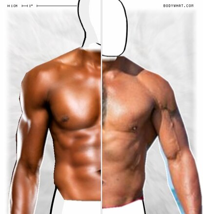 Torso Comparison